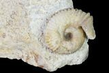 Fossil Ammonite (Dorsetensia & Otoites) Association - England #171272-2